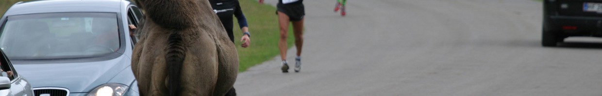 Marathon Knuthenborg 2012-09-15 098